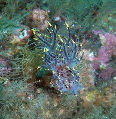 Dendronotus lacteus