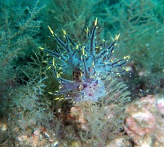 Dendronotus lacteus