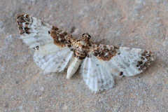 Eupithecia breviculata