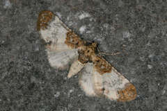 Eupithecia breviculata
