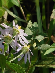 Aster microcephalus