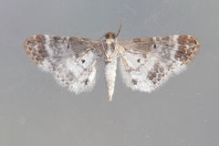 Eupithecia breviculata