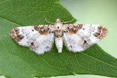 Eupithecia breviculata
