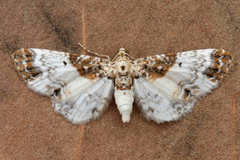 Eupithecia breviculata