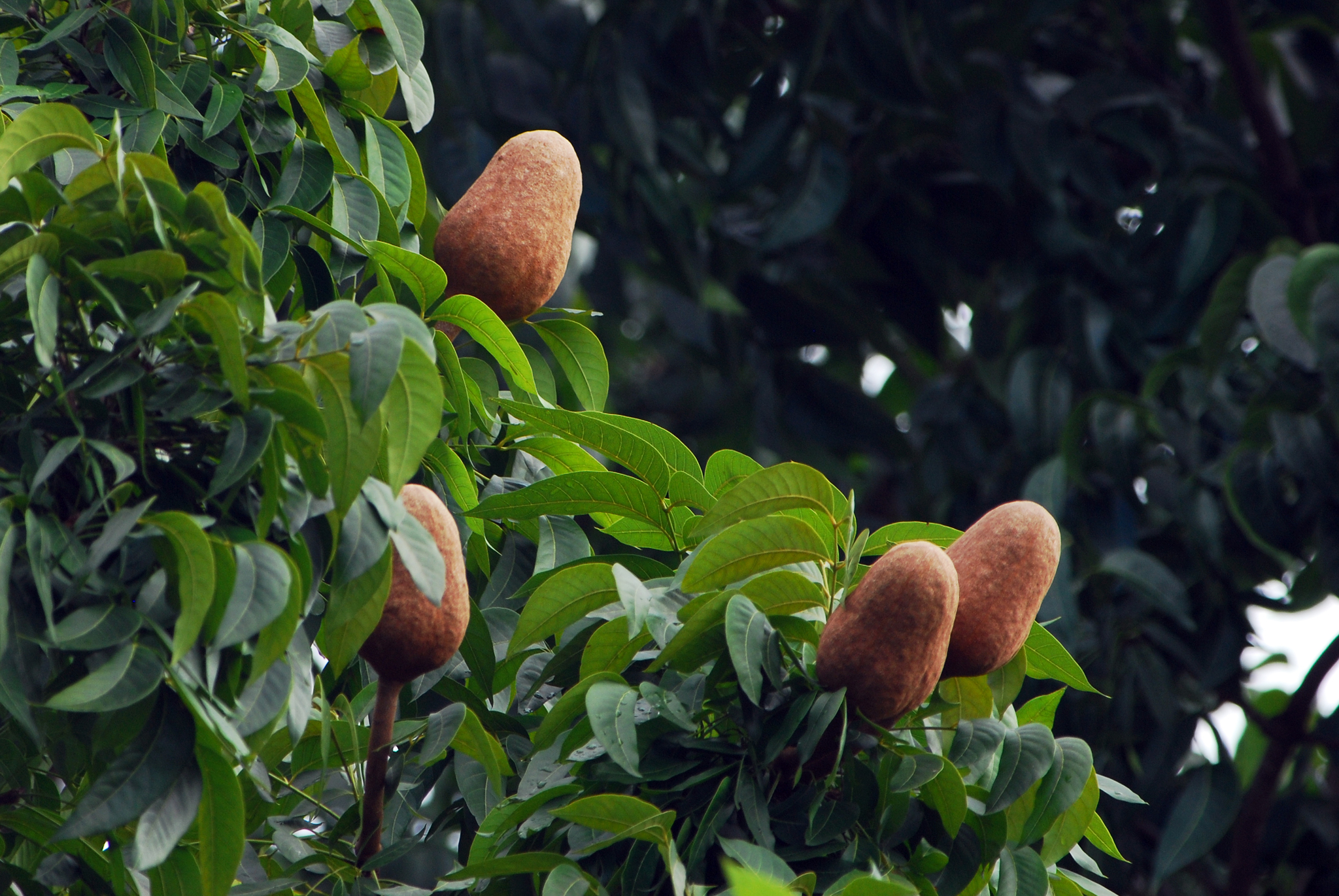 Florcitas, Flor de la Caoba. Especie nativa de / Native to:…