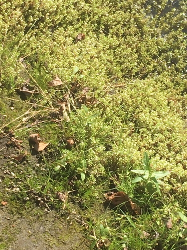 Crassula helmsii