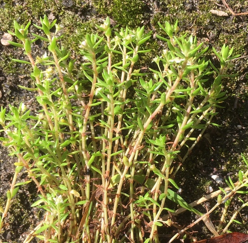 Crassula helmsii