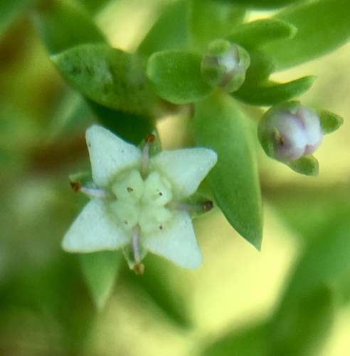 Crassula helmsii