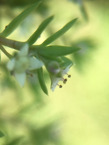 Crassula helmsii