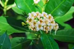 Fagraea fragrans