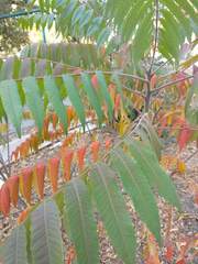 Rhus