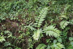 Cyrtomium fortunei clivicola