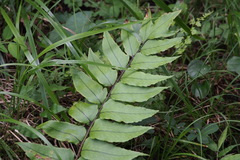 Cyrtomium fortunei clivicola