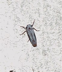Tretogonia