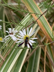 Parancistrocerus histrio