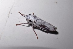 Tretogonia