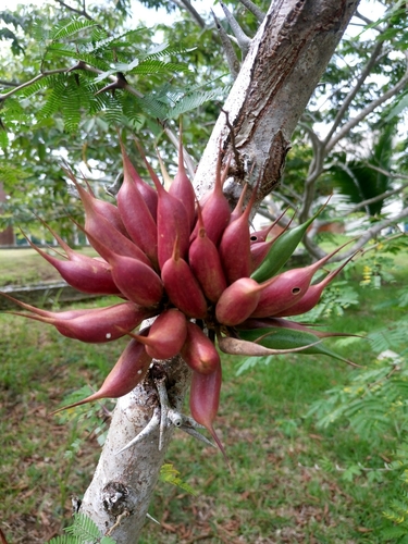 bullhorn acacia