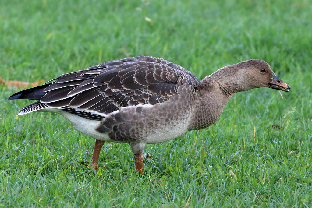 tundra bean goose