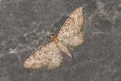 Eupithecia cuculliaria