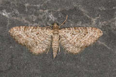 Eupithecia cuculliaria