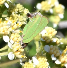 Cyanophrys miserabilis