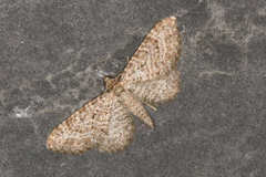 Eupithecia cuculliaria