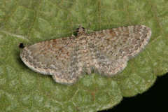 Eupithecia cuculliaria