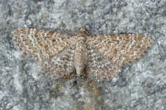 Eupithecia cuculliaria