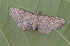 Eupithecia cuculliaria