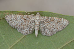 Eupithecia cuculliaria