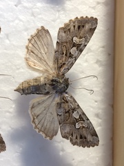 Pachetra sagittigera