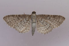 Eupithecia cuculliaria