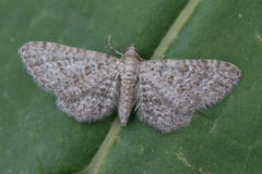Eupithecia cuculliaria