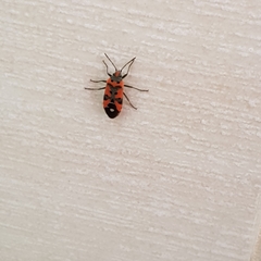 Lygaeus equestris