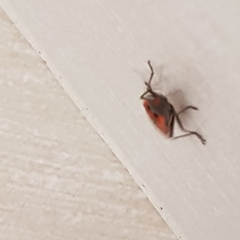 Lygaeus equestris