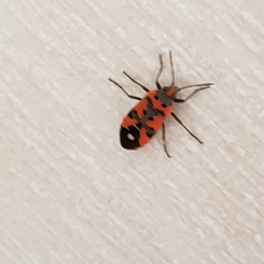 Lygaeus equestris