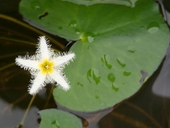 Nymphoides