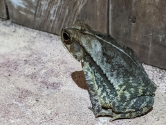Incilius melanochlorus