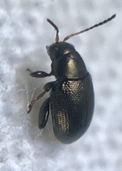 Chaetocnema hortensis