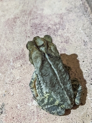 Incilius melanochlorus