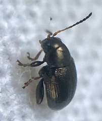 Chaetocnema hortensis