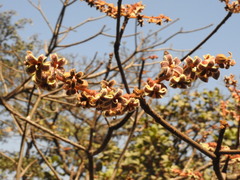 Sterculia guttata