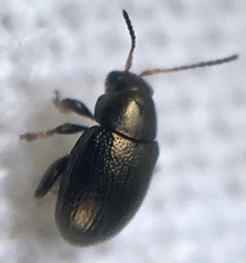 Chaetocnema hortensis