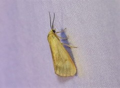 Virbia opella