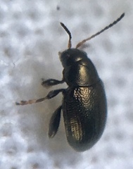 Chaetocnema hortensis
