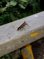 Orthopagus splendens