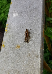 Orthopagus splendens