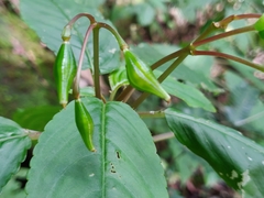 Impatiens disotis