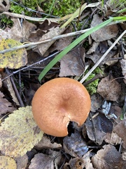 Lactarius rufus