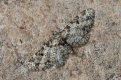 Eupithecia irriguata eriguata